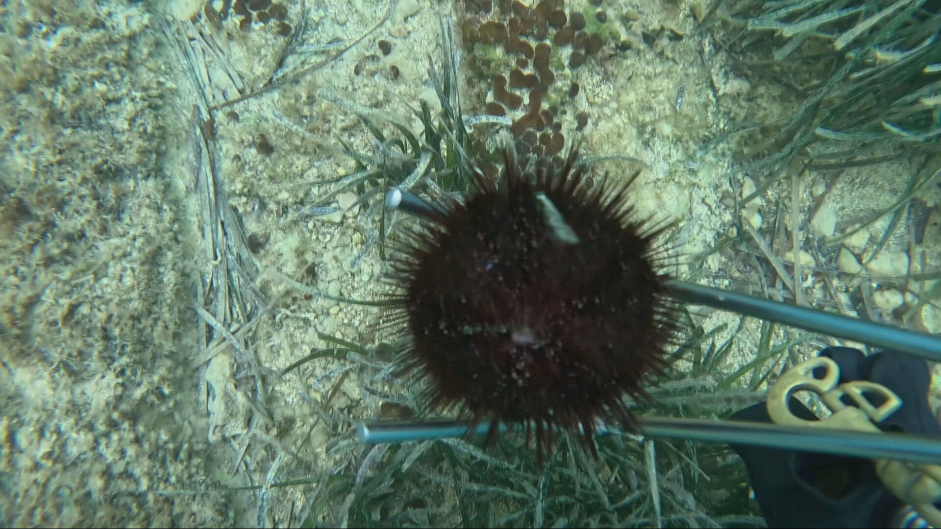 zd tvd2 jezinci it akolanovic frame 899 20260305165558