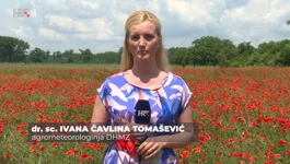 Ivana Čavlina Tomašević