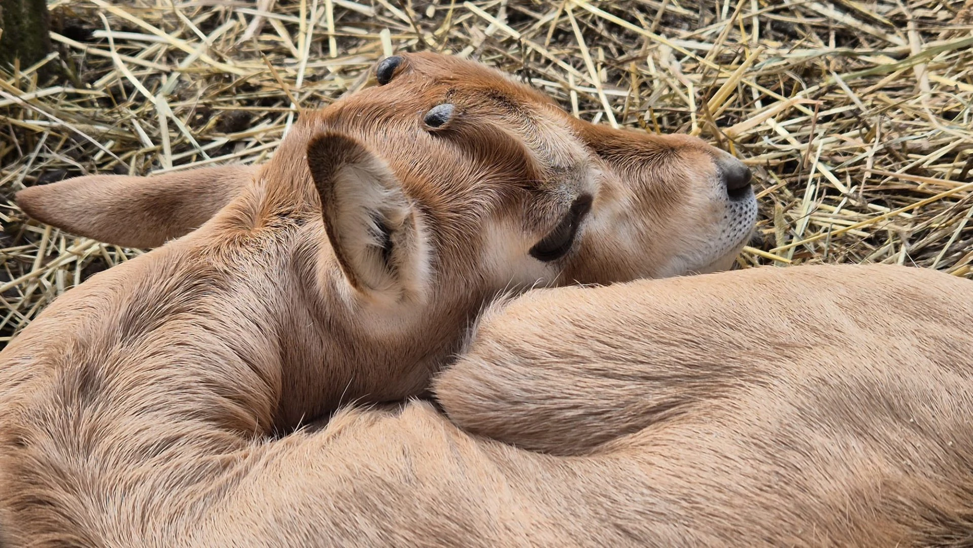 Sabljorogi oriks Pistacio