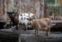 Djelatnici ZOO-a životinjama uručili bozićne darove, Foto: Davor Puklavec/Pixsell
