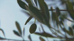 Mediteranske kulture sve češće uspijevaju i u kontinentalnoj Hrvatskoj