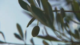 Mediteranske kulture sve češće uspijevaju i u kontinentalnoj Hrvatskoj