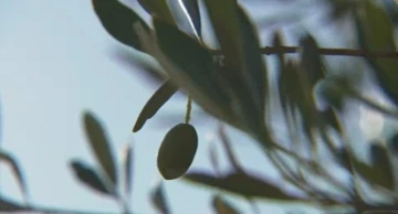 Mediteranske kulture sve češće uspijevaju i u kontinentalnoj Hrvatskoj
