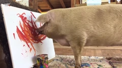 Iz emisije "Pametan kao kokoš, tvrdoglav kao magarac"