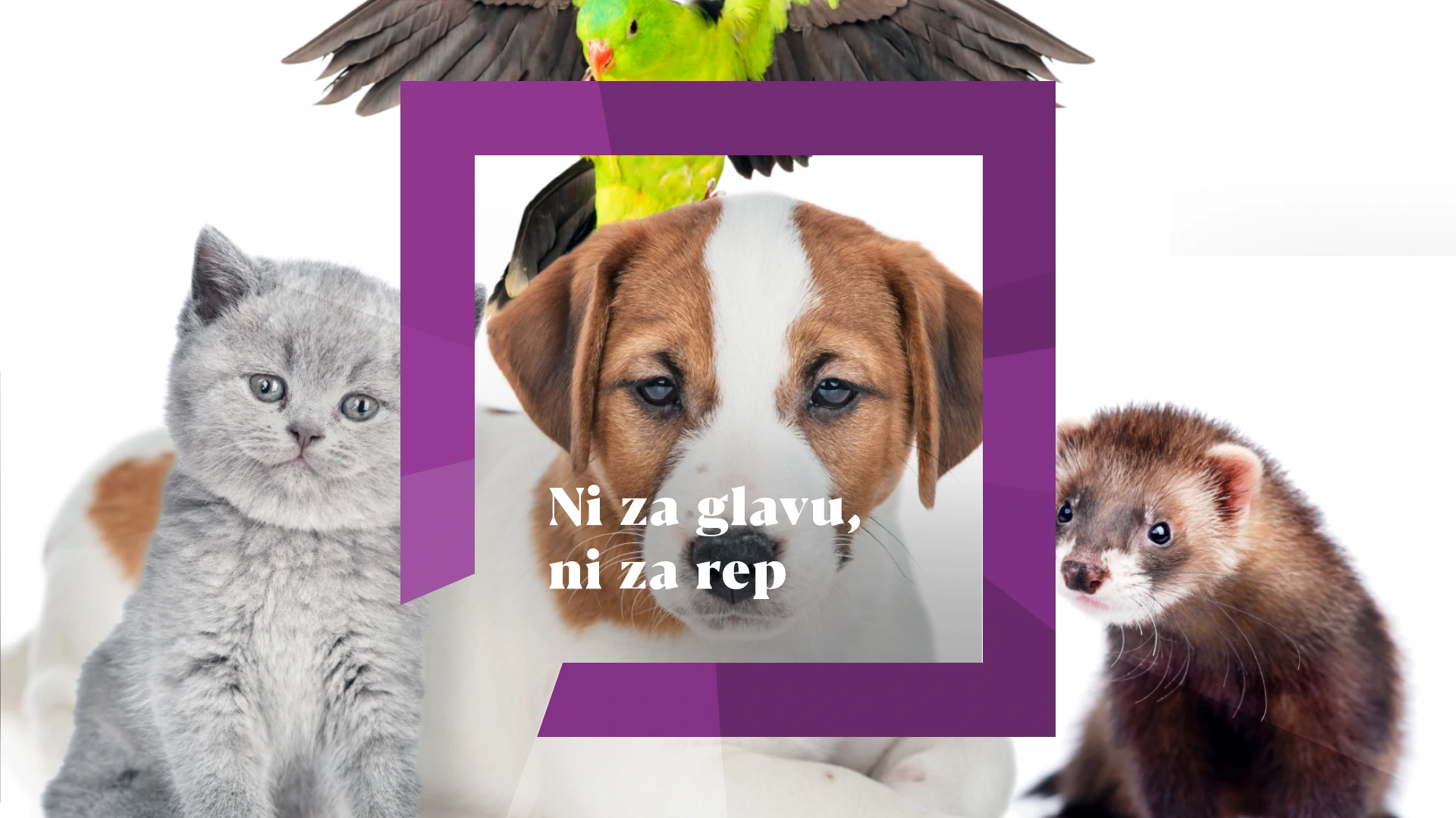 Ni za glavu, ni za rep