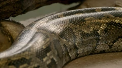 Utorak, 13. siječnja na Prvom , Foto: Lovac sakupljač/2. sezona  dokumenarne serije 