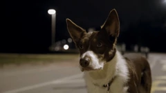 Utorak, 6. siječnja na Prvom, Foto: Lovac sakupljač/2. sezona dokumentarne serije