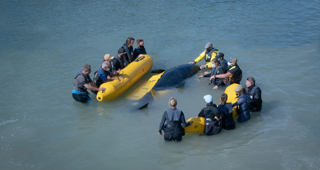 Subota, 13. svibnja na Drugom , Foto: Iz divljeg mora/dokumentarni film 