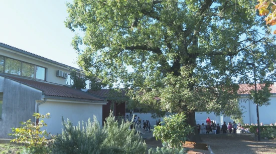 Dva i pol stoljeća star hrast osvojio titulu "Hrvatskog stabla godine"