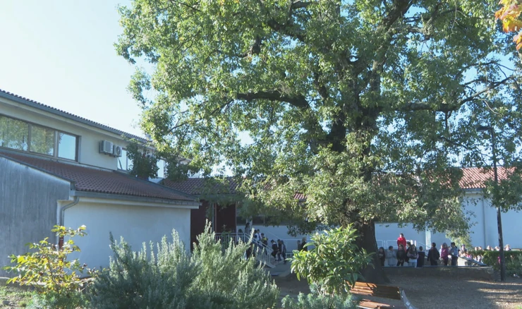 Dva i pol stoljeća star hrast osvojio titulu "Hrvatskog stabla godine"