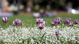 All flowers and sunshine (Photo: Igor Kralj/PIXSELL)