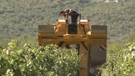 Prva strojna beračica grožđa stigla u Imotsko vinogorje