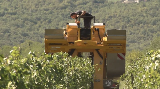 Prva strojna beračica grožđa stigla u Imotsko vinogorje