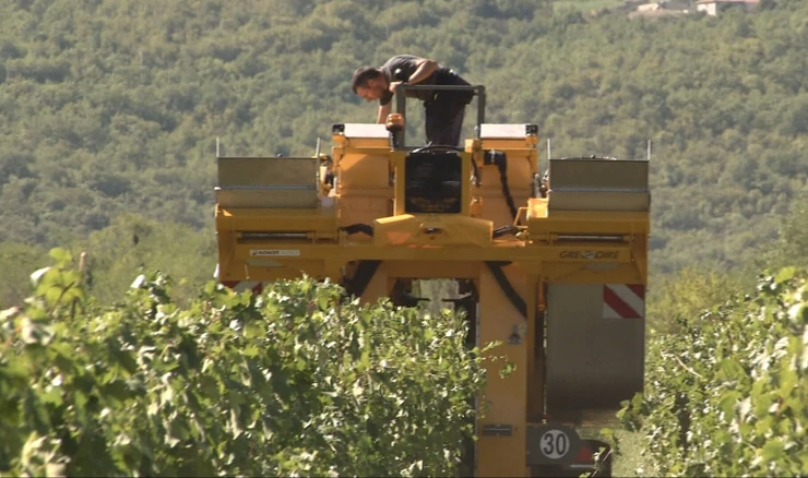 Prva strojna beračica grožđa stigla u Imotsko vinogorje