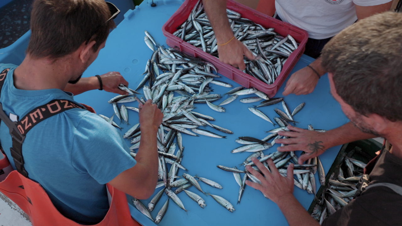 Nedjelja, 25. siječnja na Prvom, Foto: Dalmatinska marenda/HRT