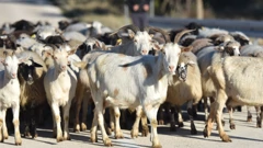 Kozarstvo i ovčarstvo ipak su nam bolji nego	stočarstvo u cjelini