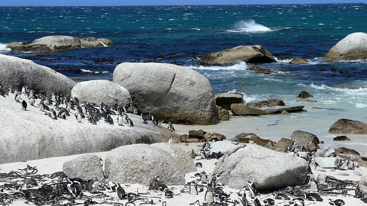 Ponedjeljak, 8. rujna na Prvom, Foto: Western Cape: Afrički rajski vrt/dokumentarni film