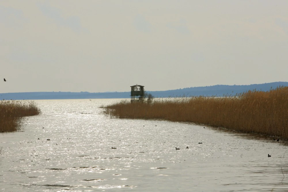 Delta Rijeke U Parku prirode Vransko jezero u tijeku je projekt ACTION - HRT