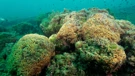 Koraljni greben u Nacionalnom parku Mljet