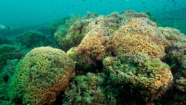 Koraljni greben u Nacionalnom parku Mljet