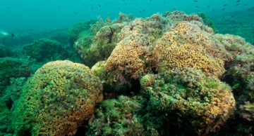 Koraljni greben u Nacionalnom parku Mljet