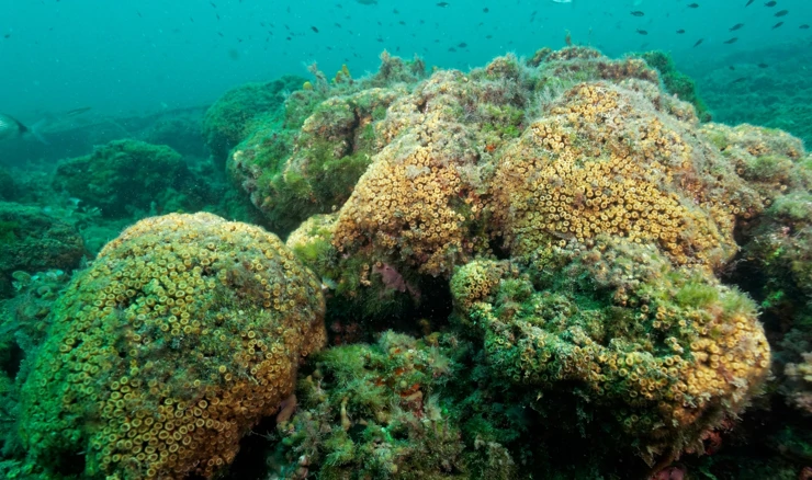 Koraljni greben u Nacionalnom parku Mljet