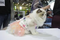 Rijeka: Međunarodna izložba mačaka, Foto: Goran Kovačić/Pixsell