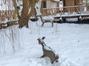 Kopački rit zimi - prijamni centar, Foto: Neven Knežević/HRT Radio Osijek