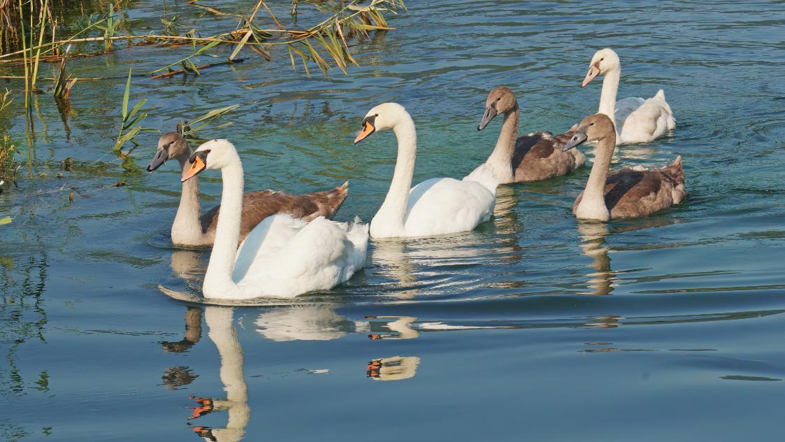 labudovi12321 20260131093040