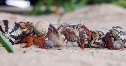 Utorak, 8. rujna na Prvom, Foto: Špijun u oceanu: Zadubljeni mislioci/dokumentarna serija