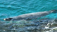 Foto: Duško Marušić / Pixsell