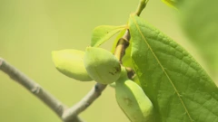 Uzgoj indijanske banane u srcu Zagorja 