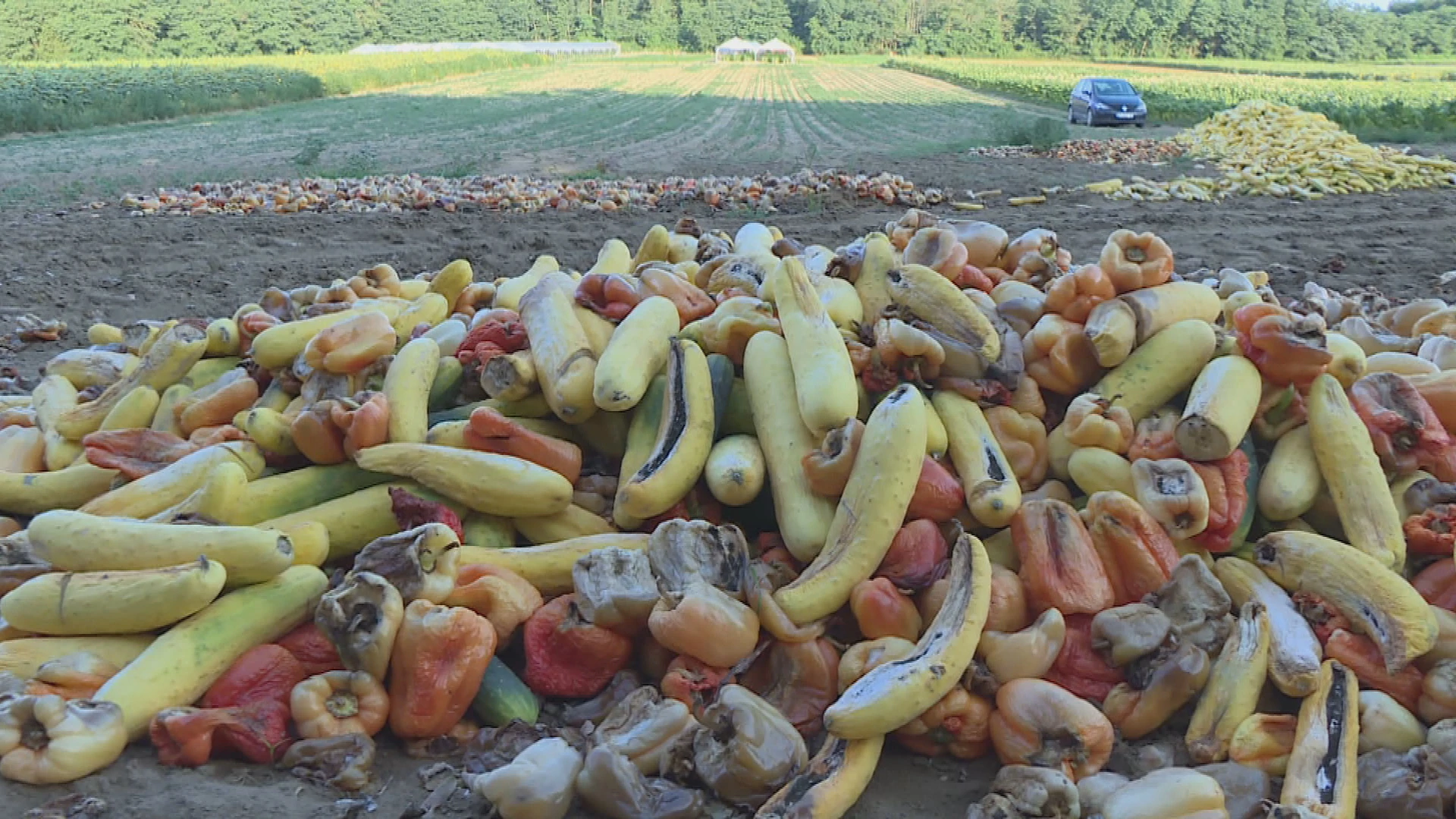 Povrćari zbog prestanka otkupa prisiljeni tone hrane zaorati u zemlju