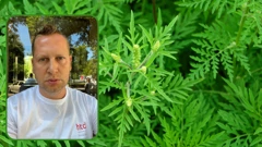 Ambrozija u cvatu