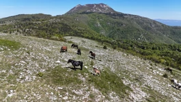 Travnjaci Učke