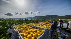 Berba mandarina