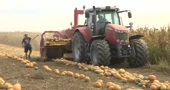 Suša prepolovila urod buča ali ulje ostaje vrhunske kvalitete