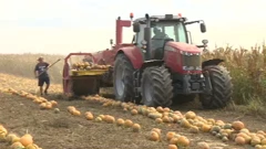 Suša prepolovila urod buča ali ulje ostaje vrhunske kvalitete