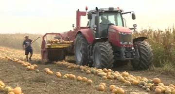 Suša prepolovila urod buča ali ulje ostaje vrhunske kvalitete